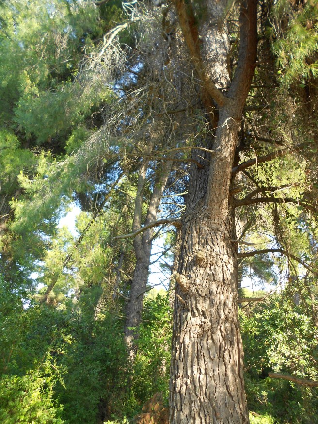 Koukounaries pine forests