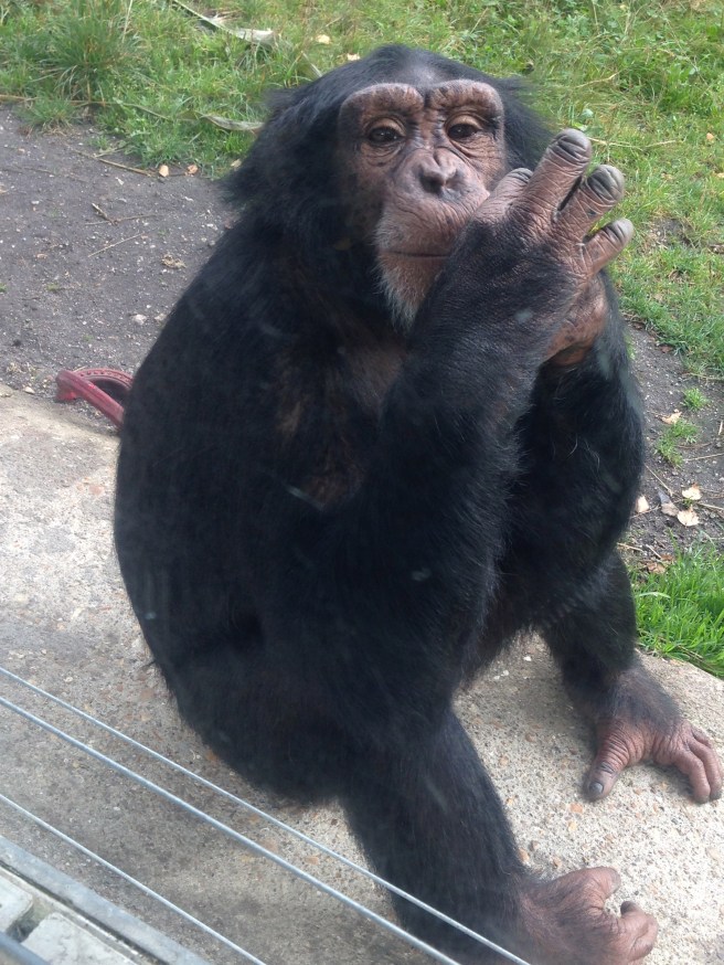 Monkey World Rodders