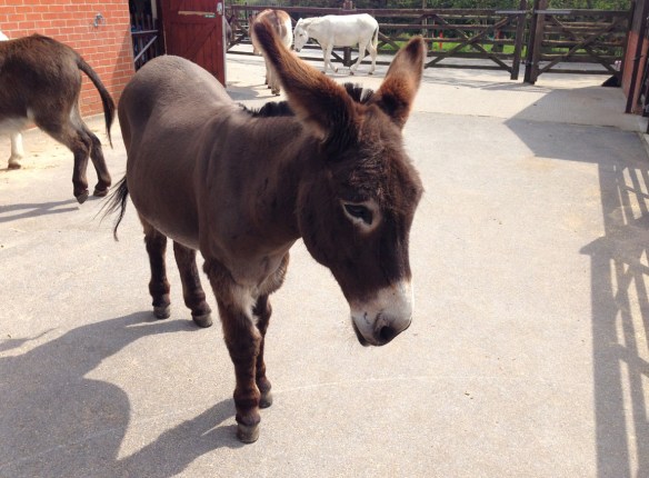 The donkey sanctuary