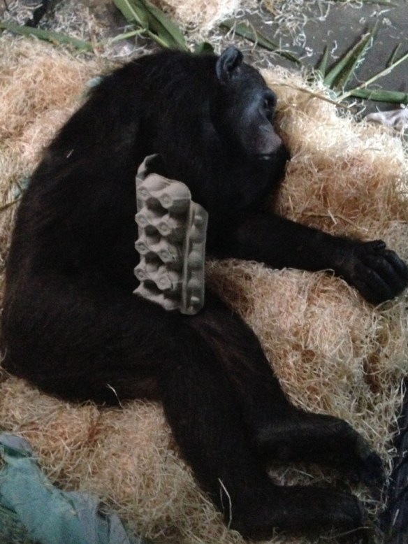 Monkey World Sleepover