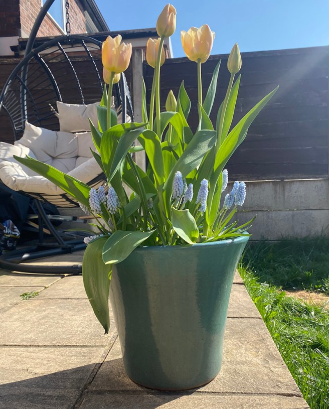 Spring garden bulbs tulips