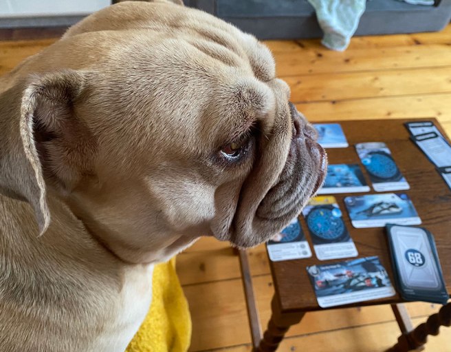 Nellie the English Bulldog, gaming