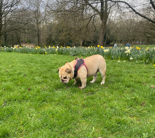 Spring dog walk daffodils