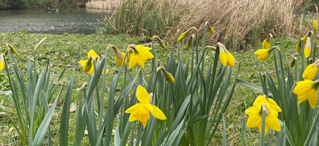 Spring lake walk daffodils