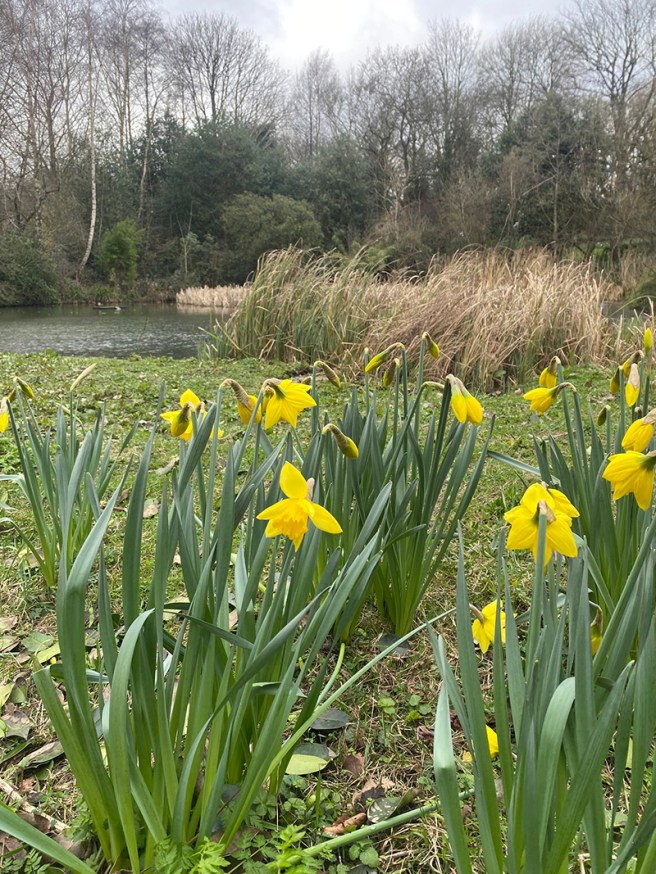 Spring lake walk daffodils