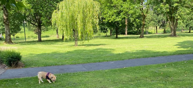 Salford Dog Walk Peel Park