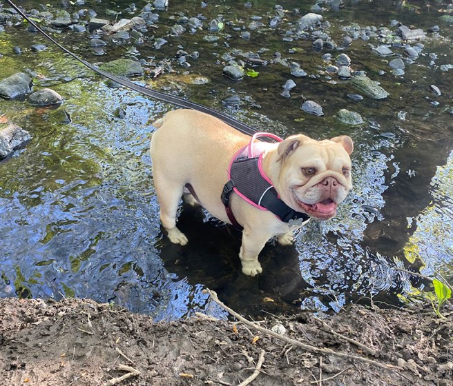 Worsley Woods paddling