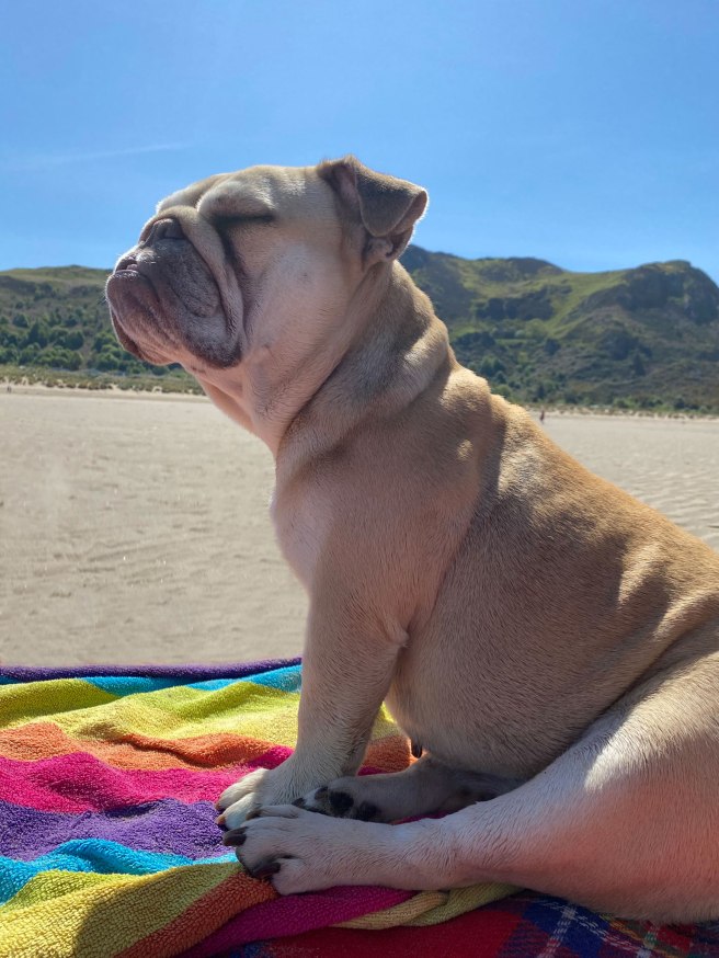 English Bulldog enjoying a beach day